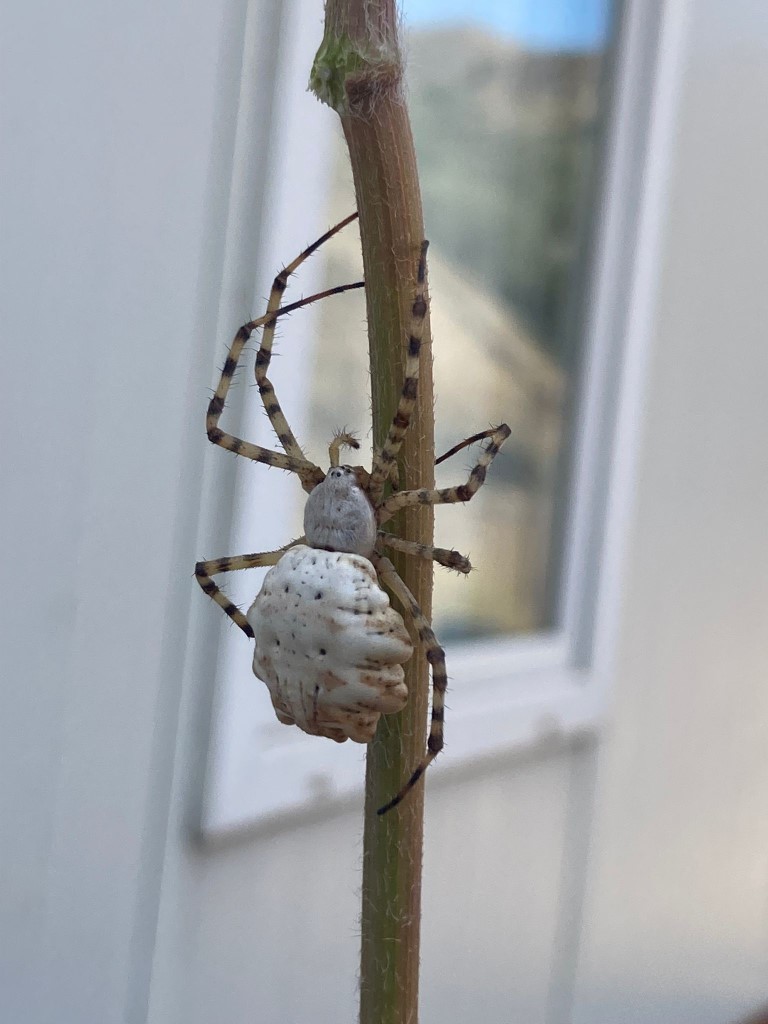 O örümcekle ilgili uzmanlardan rahatlatan açıklama