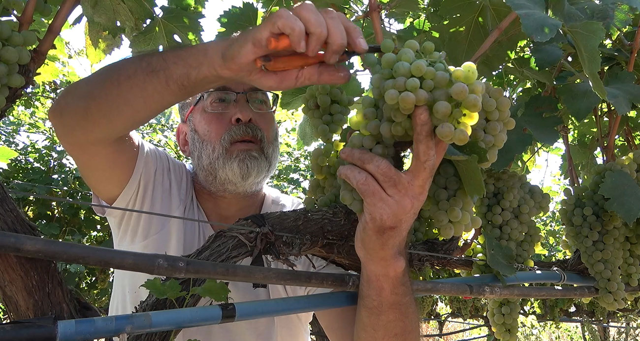 "Delice beyazı" üzümün hasadı başladı