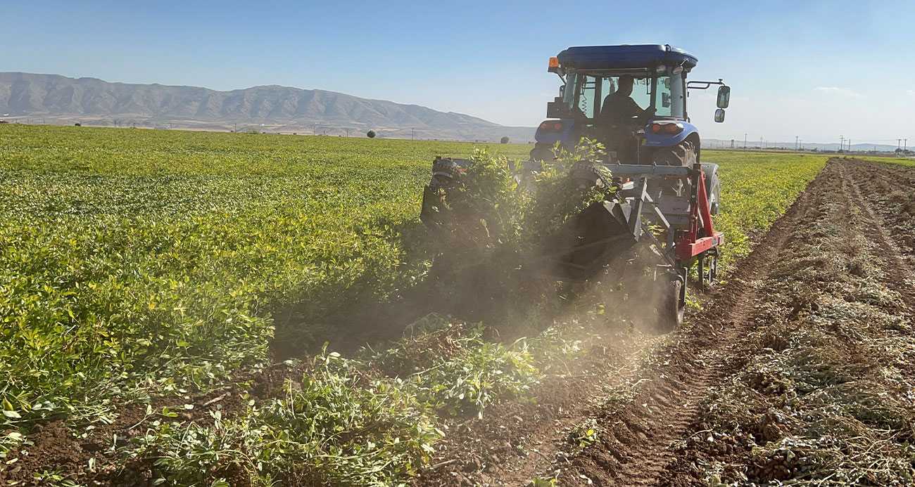 Terörün yerini huzura bıraktığı sınır hattında yer fıstığı hasadı başladı
