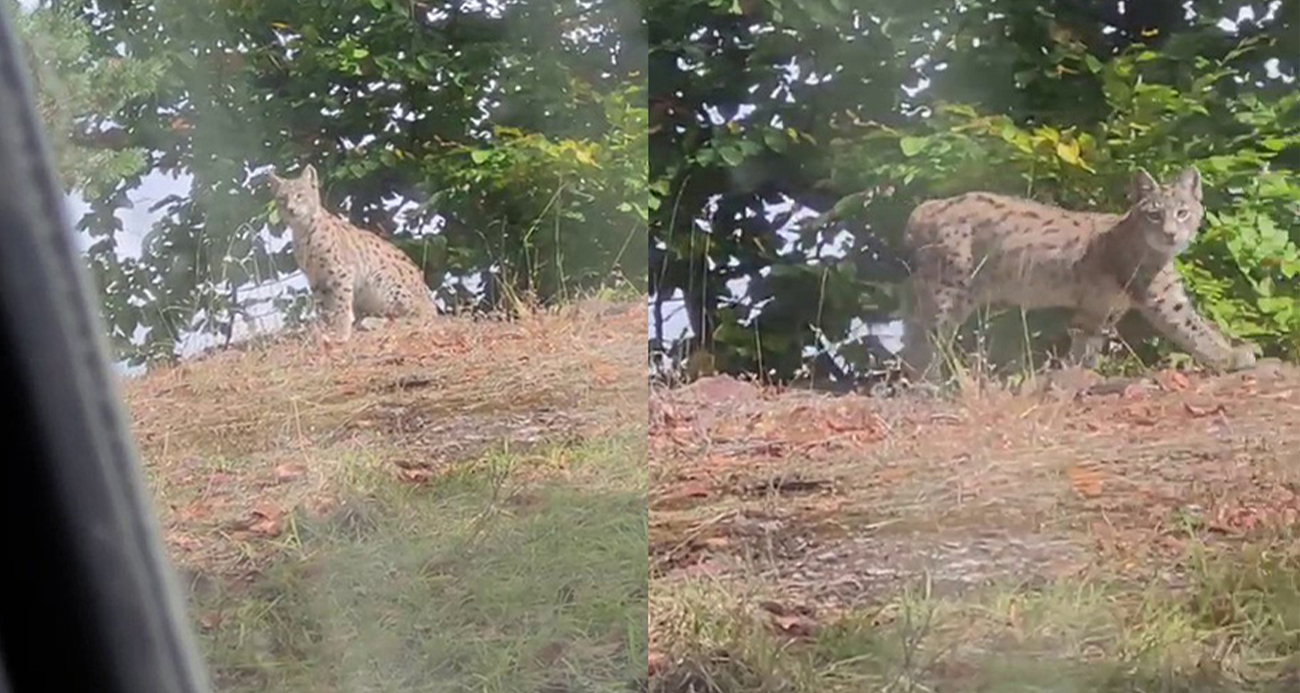 Tokat’ta nesli tükenme tehlikesi altında olan vaşak görüntülendi