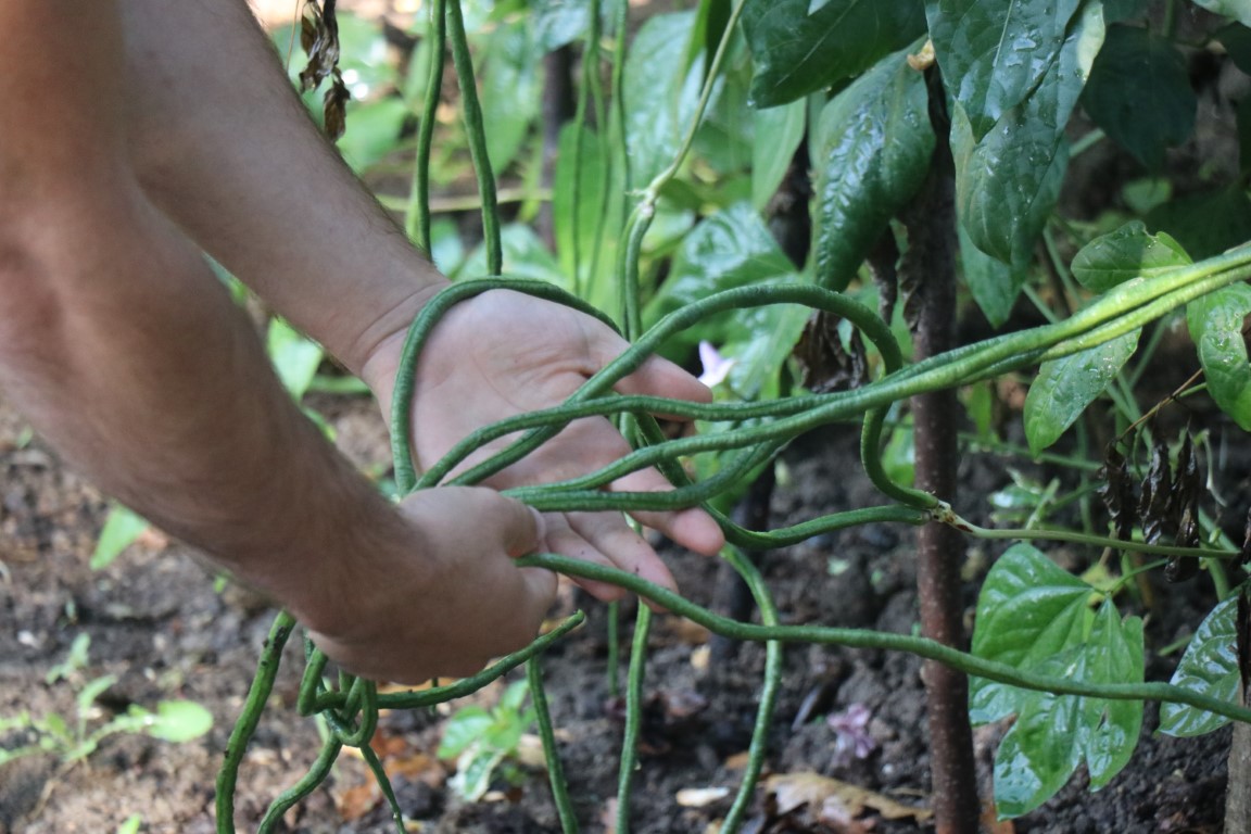 Endonezya’dan getirdi, taleplere yetişemiyor