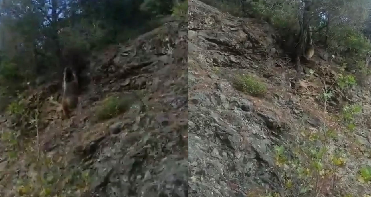 Karşılaştığı ayıyı "Oğlum gel" diye çağırdı