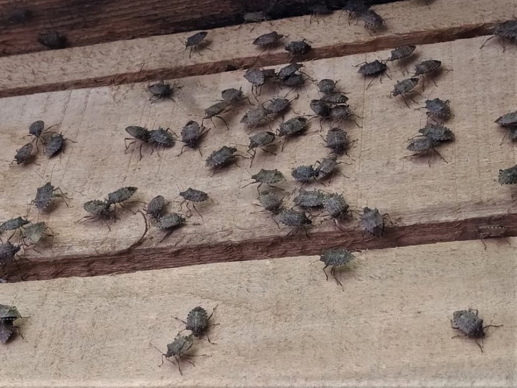 Yılda 300 kat çoğalabiliyor: Kahverengi kokarcalar, Ordu’da toplu şekilde evlere giriyor