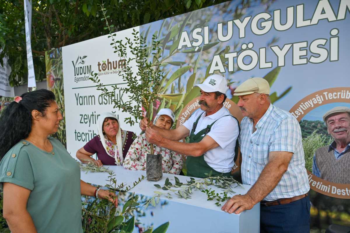 Türkiye’deki delice zeytinleri ekonomiye kazandırılmaya devam ediyor