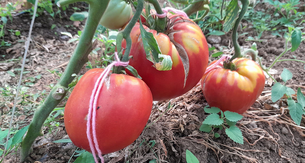 Bilecik’te 1 kilo 712 gramlık domatesi görenler şaşkınlıklarını gizleyemedi