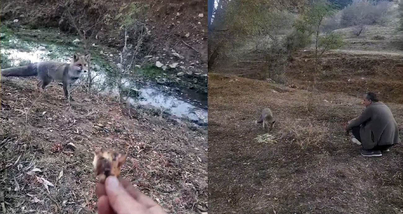 Tilkiyi elleriyle besledi, o anlar kamerada