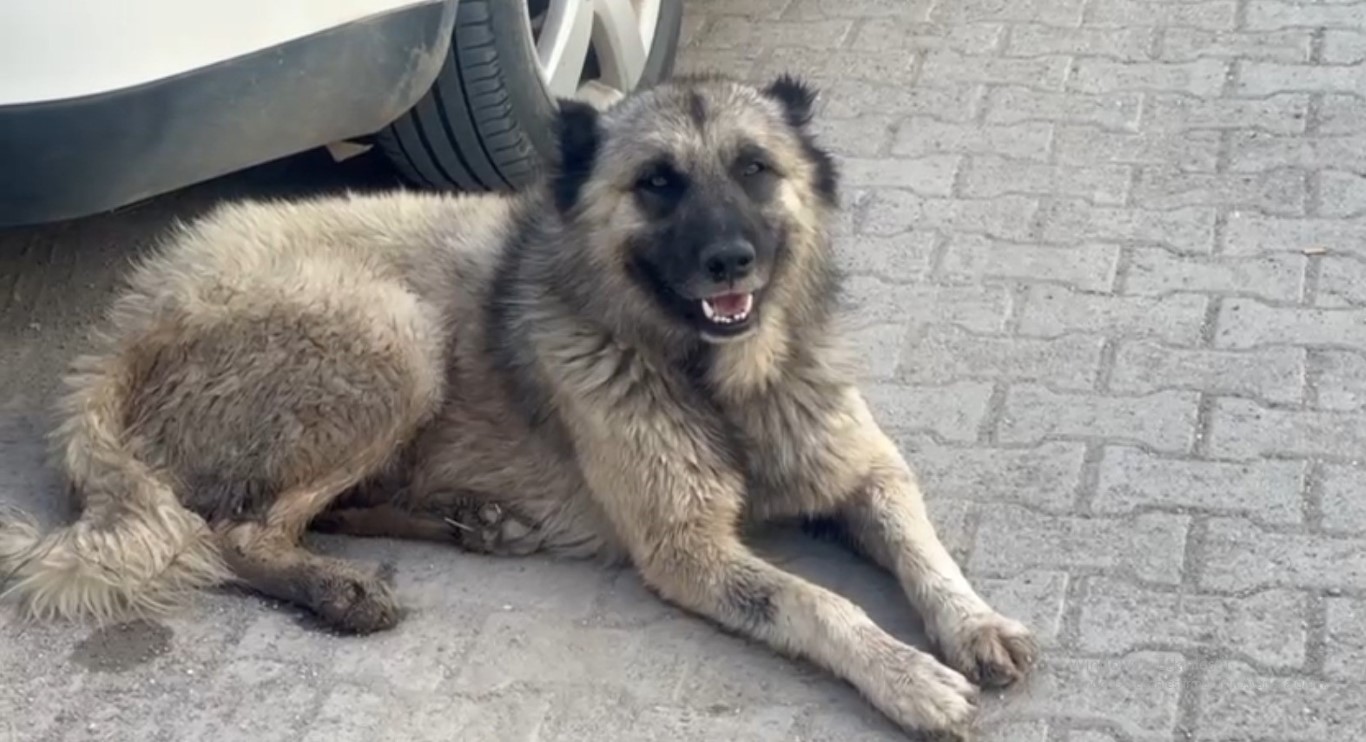 Şanlıurfa’da sokak köpeklerinin saldırdığı çocuk dehşet dolu anlar yaşadı