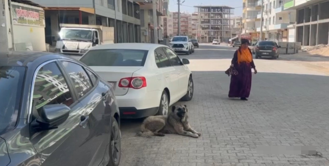 Şanlıurfa’da sokak köpeklerinin saldırdığı çocuk dehşet dolu anlar yaşadı