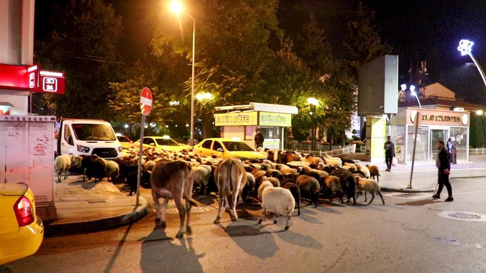 Yayladan indiler şehir merkezinden geçtiler: Koyun sürüsünün yolculuğu kamerada