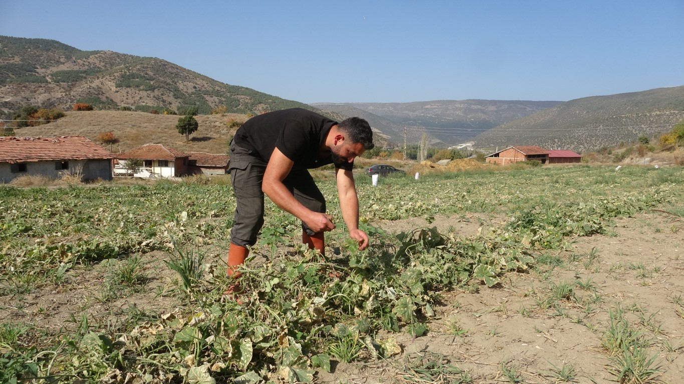 Atanamadığı için çok mutlu, turşu fabrikası kuracak