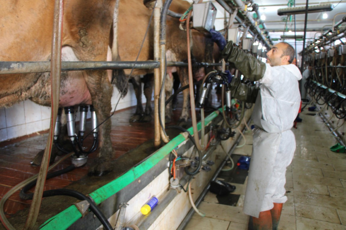 Gökhöyük’ün ‘süt makinesi’ jersey inekleri: Yediği yemi en çok süte onlar çeviriyor