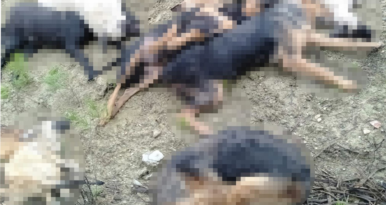 Köpek katliamında gözaltına alınan 5 kişiden 4'ü mahkemeye sevk edildi
