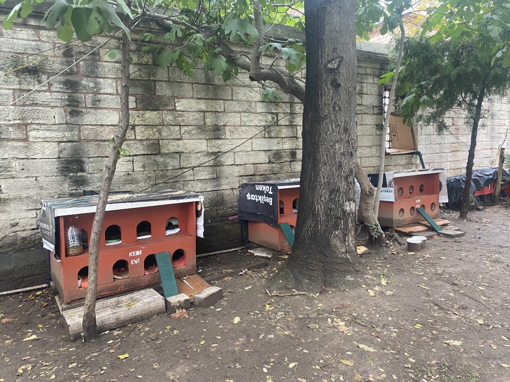 Dünyada ilk hayvan hakları beyannamesi Osmanlı Dönemi’nde yürürlüğe girdi