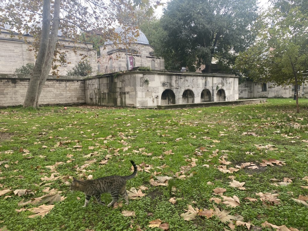 Dünyada ilk hayvan hakları beyannamesi Osmanlı Dönemi’nde yürürlüğe girdi