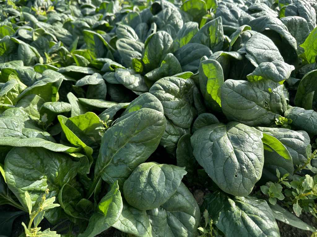 Ankara’nın tarım ilçesi Beypazarı’nda demir deposu ıspanak hasadı başladı