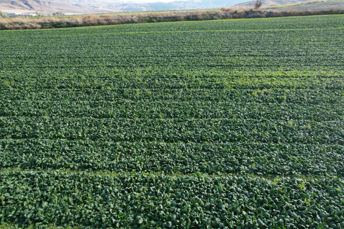 Ankara’nın tarım ilçesi Beypazarı’nda demir deposu ıspanak hasadı başladı