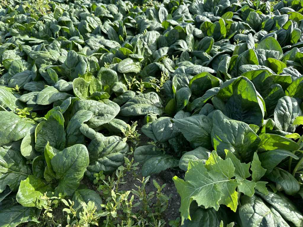 Ankara’nın tarım ilçesi Beypazarı’nda demir deposu ıspanak hasadı başladı