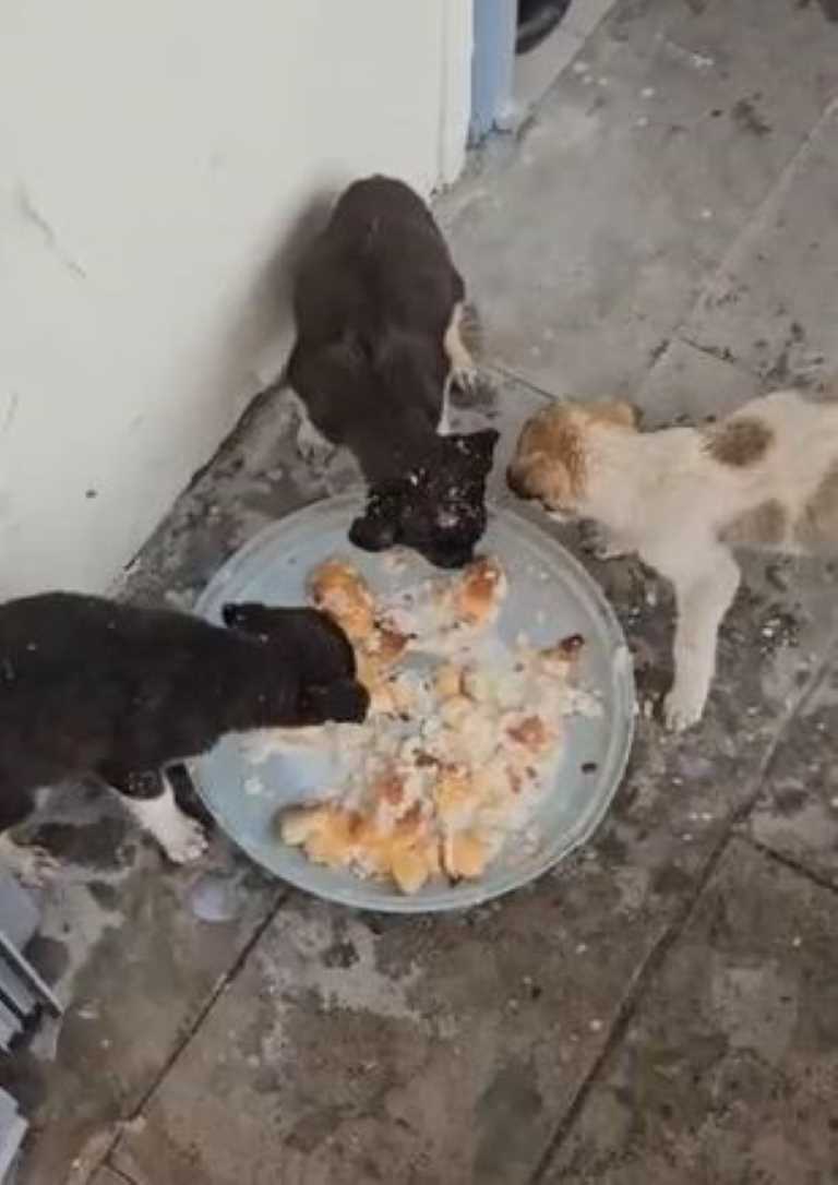 Donmak üzere olan yavru köpekler kurtarıldı
