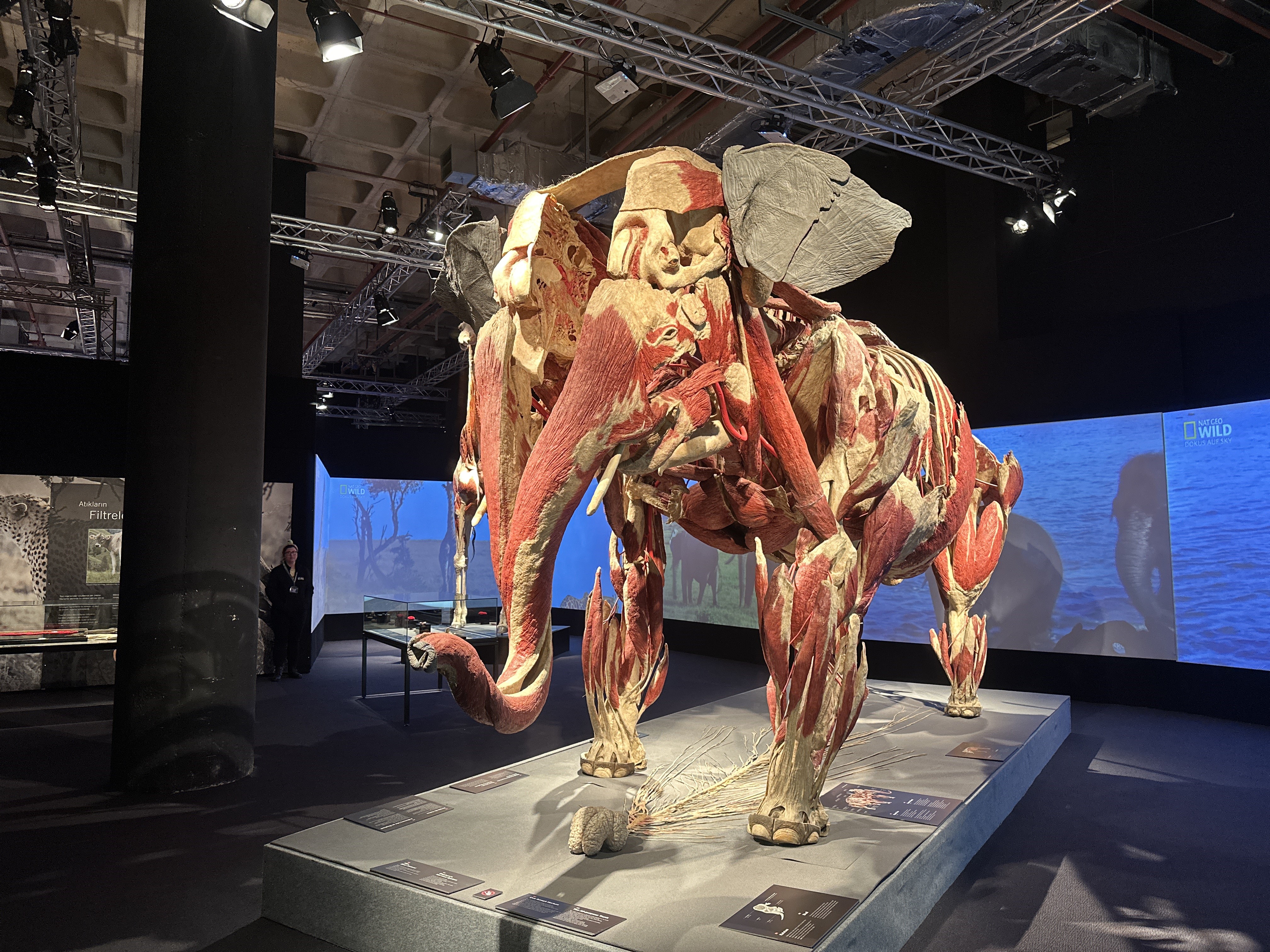 Gerçek hayvanların anatomi sergisinde 3.2 ton ağırlığındaki fil Samba İstanbulluların ilgi odağı