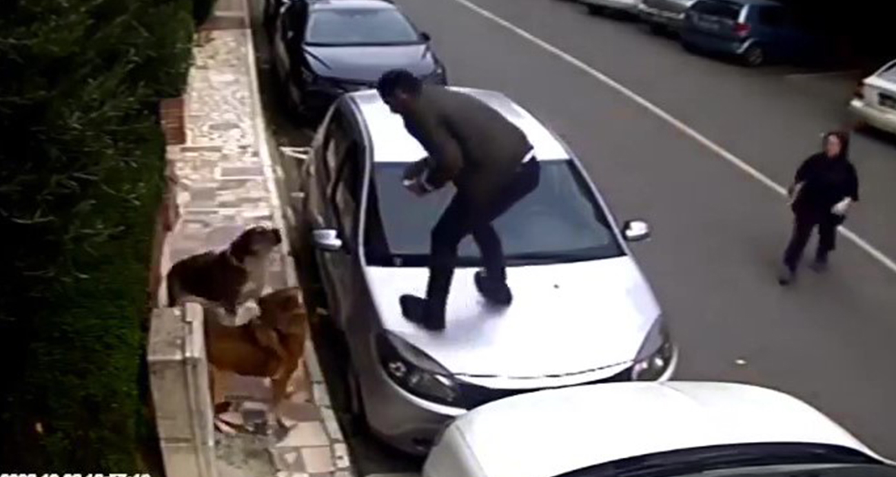 Ataşehir’de vatandaşlar, köpek saldırılarından araçların üzerine çıkarak kurtuldular