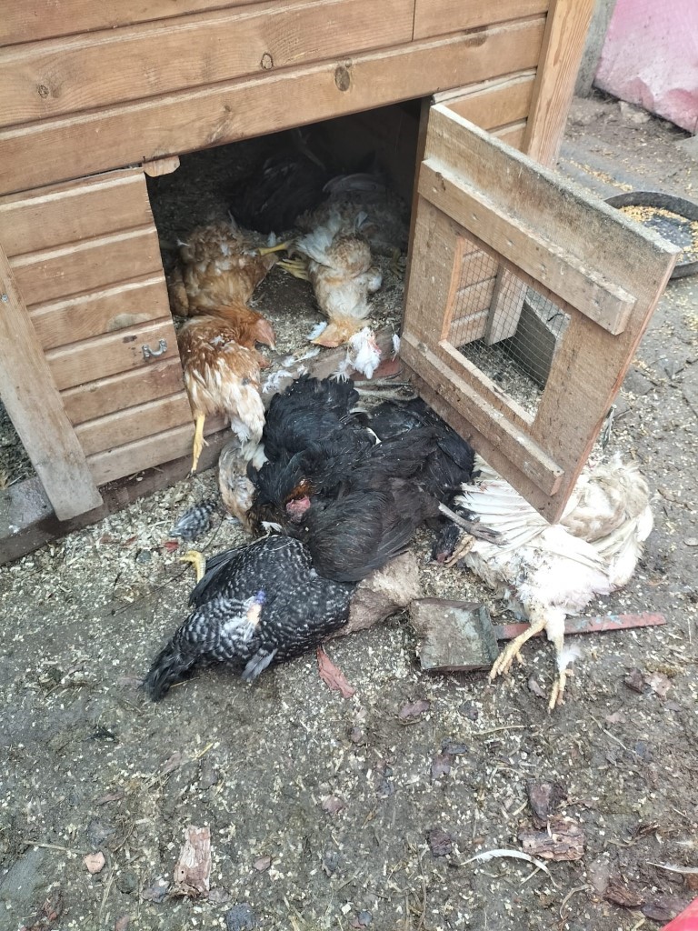 40 tavuğu telef eden sokak köpekleri, 3 yıldır emek veren kadının hayallerini kararttı