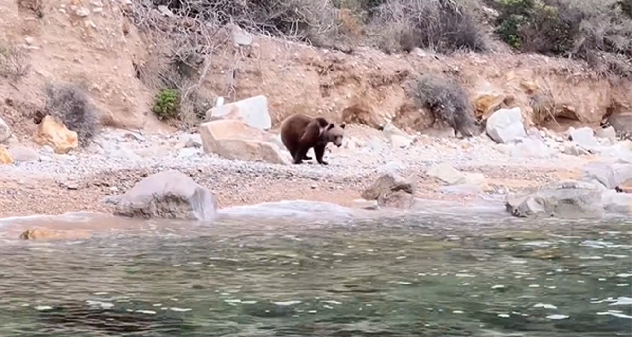 Yalova’da sahilde ayı görüntülendi