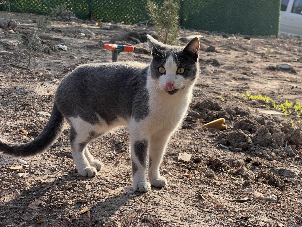 ‘Enkaz’ isimli kedileri enkaz bölgesinde besliyor