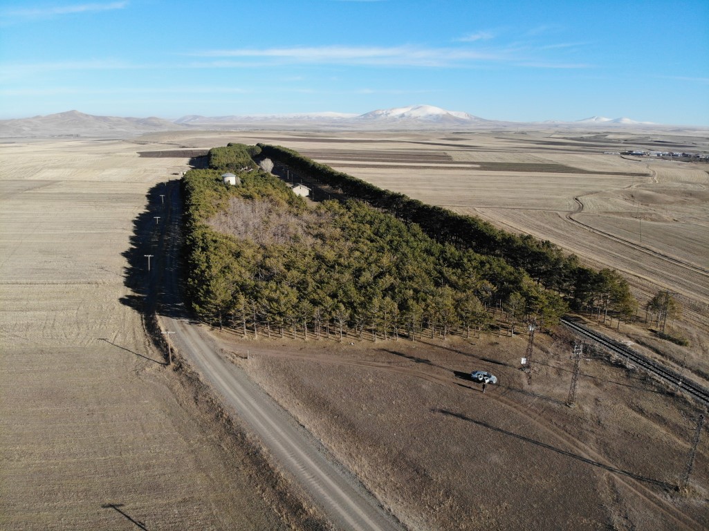 Kars’ta tarihi tren istasyonundaki çam ağaçları kuruyor