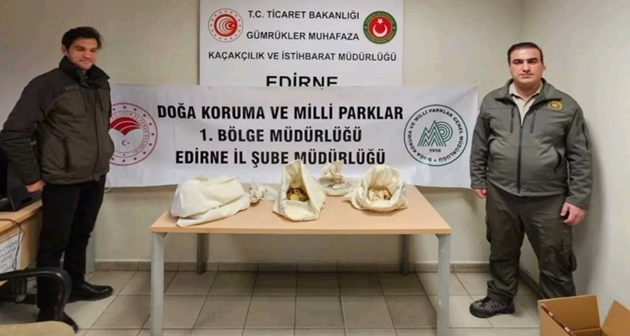 Türkiye’ye 33 tehlikeli piton soktu: Cezası 26 bin lira