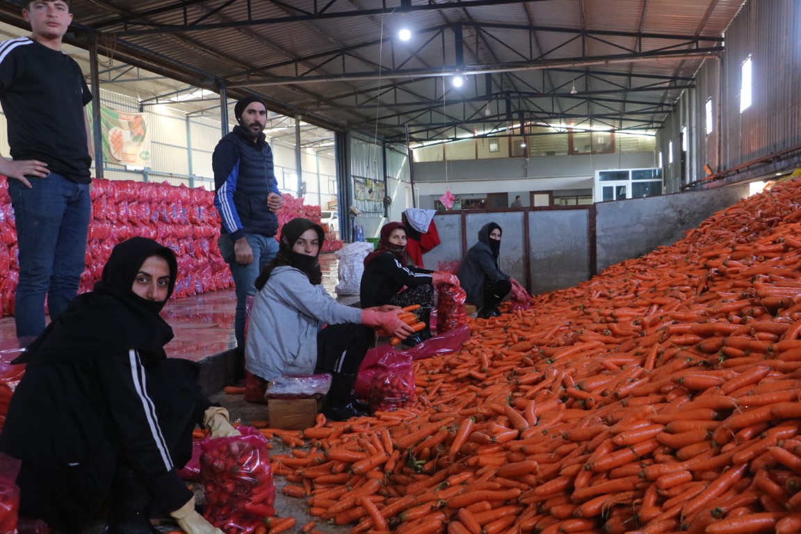 Enkaz kentte zorlu hasat: Havuç tarlada 5 TL’den Türkiye’nin dört bir yanına satılıyor