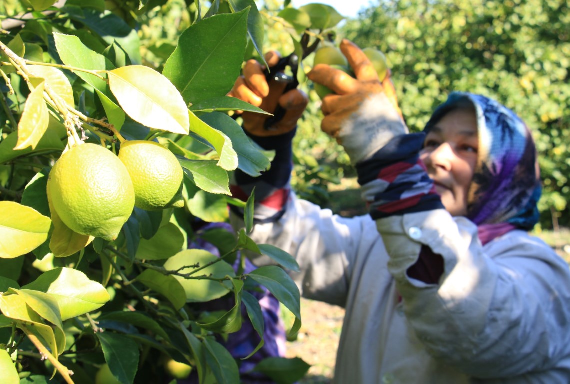 Tescilli Lamas limonunda hasat 5 TL ile başladı
