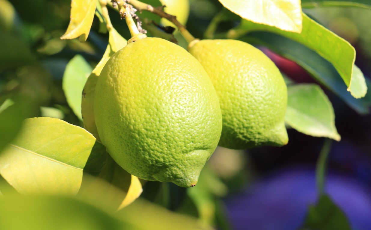 Tescilli Lamas limonunda hasat 5 TL ile başladı