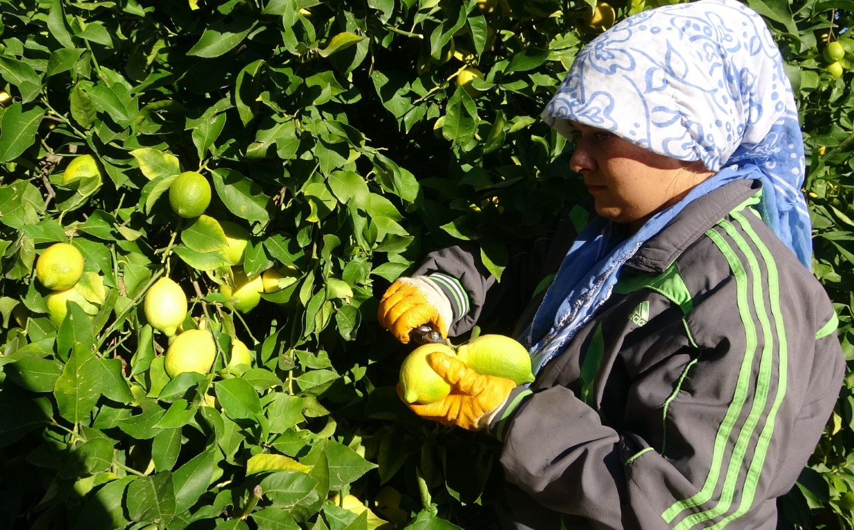 Tescilli Lamas limonunda hasat 5 TL ile başladı