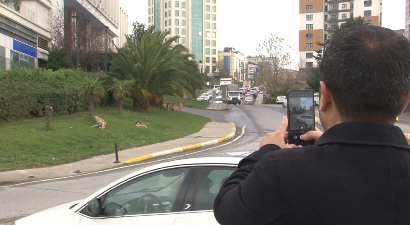 Bağcılar’da başıboş gezen köpekler 1 kişiyi ısırdı, 3 kişi ise son anda kurtuldu