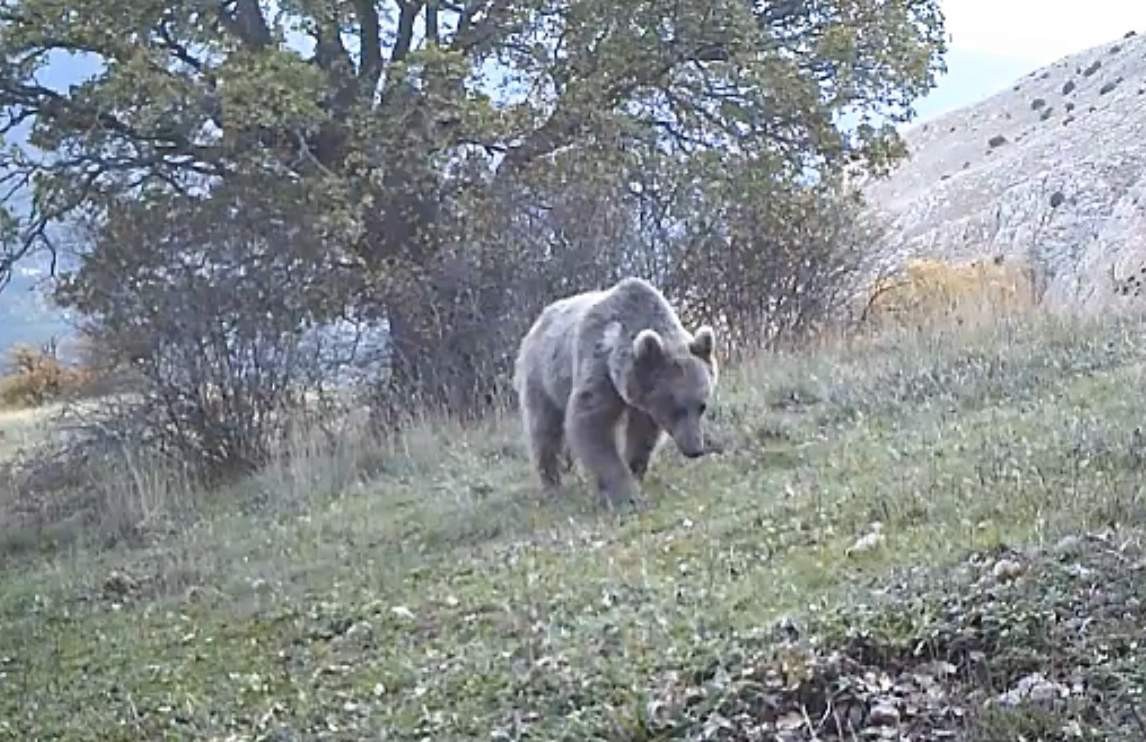 Tarlada ayı saldırısına uğrayan vatandaş ağır yaralandı