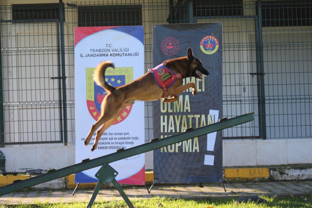 Teknolojik cihazların bulamadığını burunları ile buluyorlar