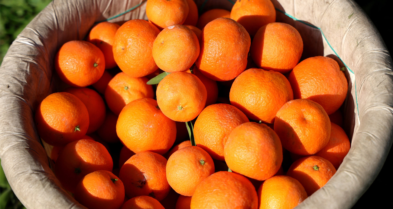 Adana'da mandalina yüz güldürüyor İhlas Haber Ajansı