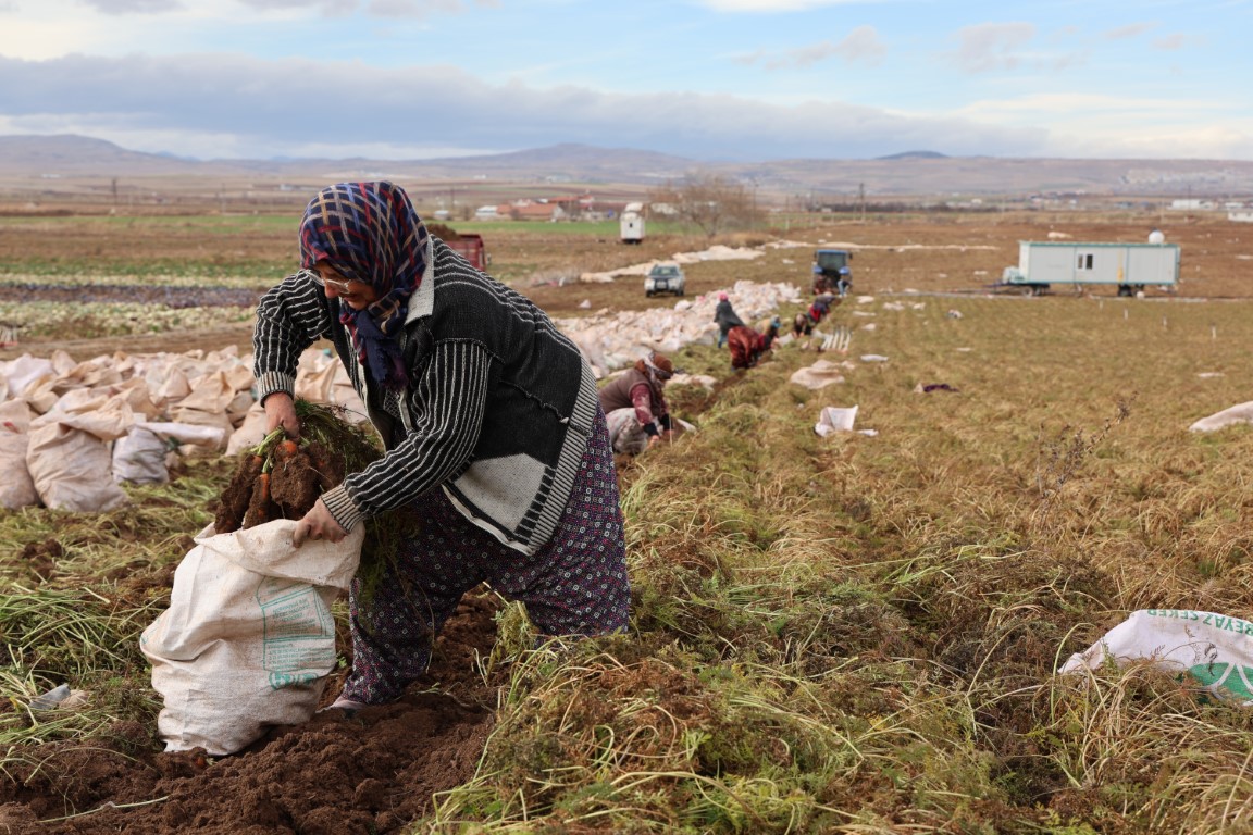 Kadınların elle sökümünü yaptığı havuç dünya pazarına hazırlanıyor