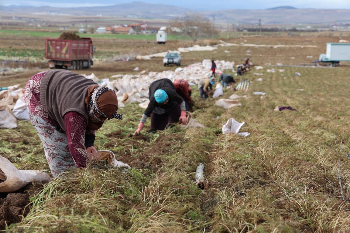 Kadınların elle sökümünü yaptığı havuç dünya pazarına hazırlanıyor