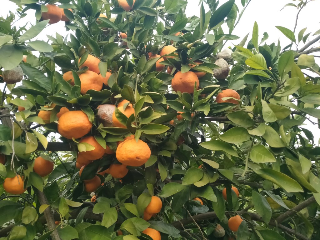 Lüks marketlerde 25 TL’ye satılan mandalinayı bedavaya dağıtsa da toplayan bulamıyor