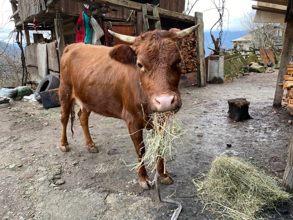 Türkiye-Gürcistan sınırında firari inek alarmı