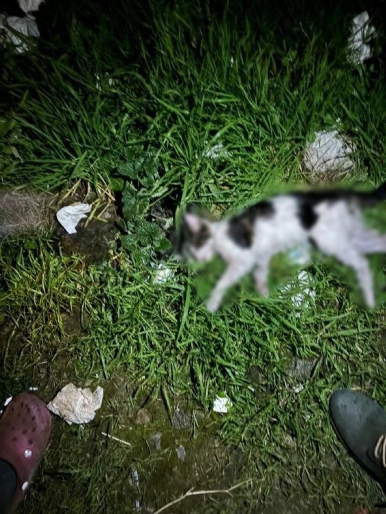 İzmir’de sokaktan kedileri toplayıp, evinde öldürdükten sonra bahçeye atan cani yakalandı