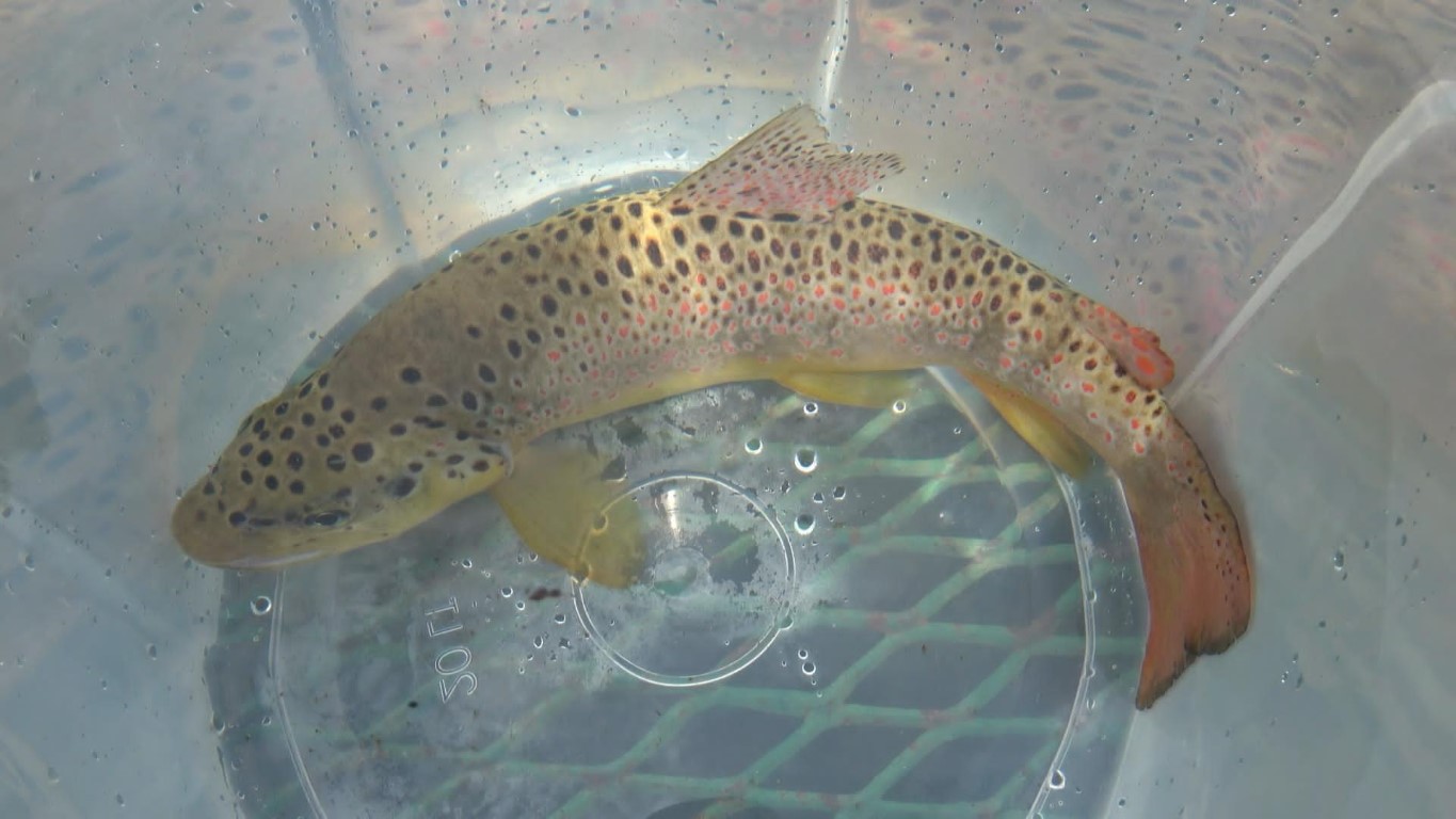 2023’te 3 milyon 700 bin kırmızı benekli alabalık sulara salındı