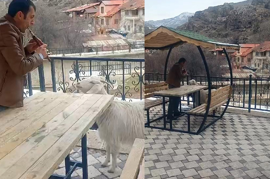 Keçiye “mey” konseri verdi, binlerce kez izlendi