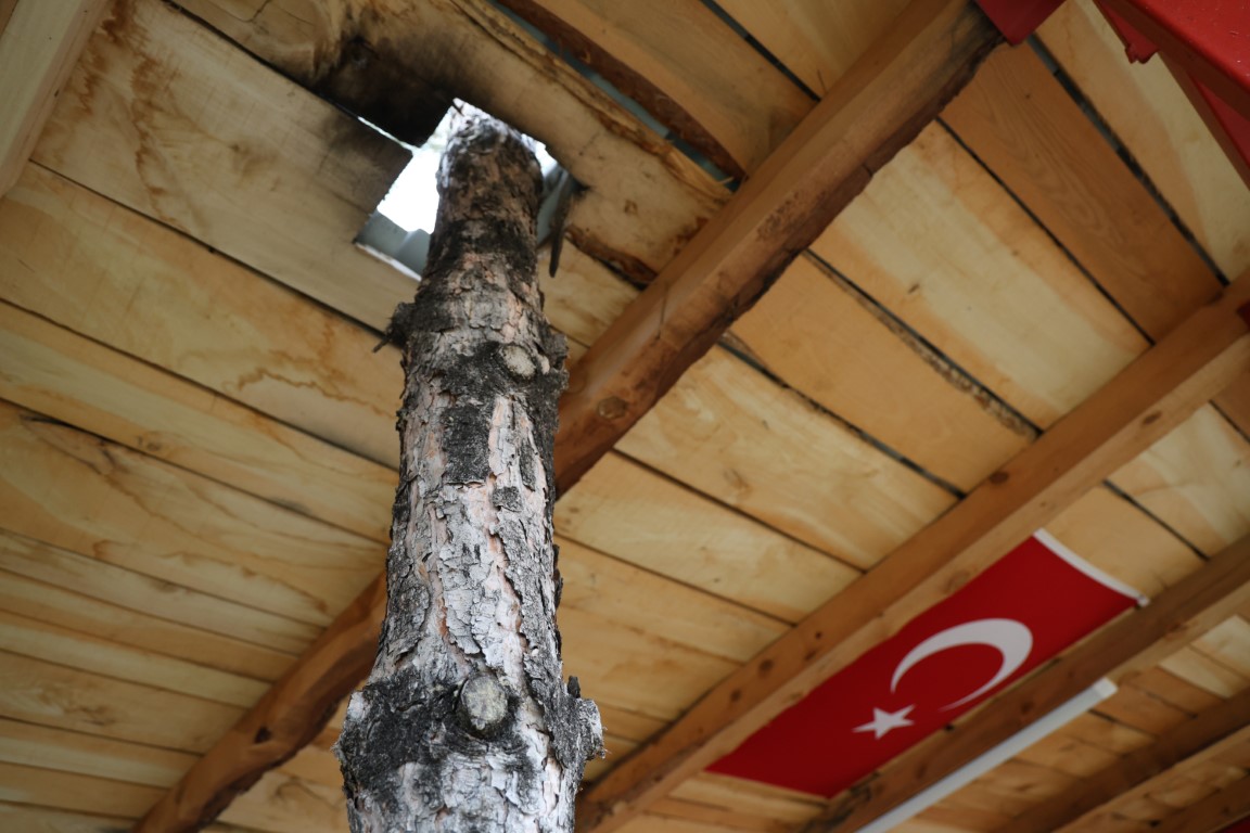 Ağaçlar kesilmedi ortaya ilginç görüntüler çıktı