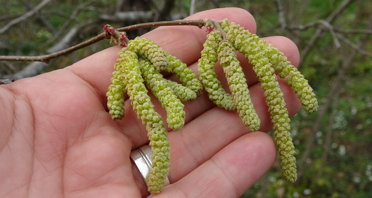 Fındıkta ’sıcak hava’ tehlikesi: Rekolte kaybı yaşanabilir
