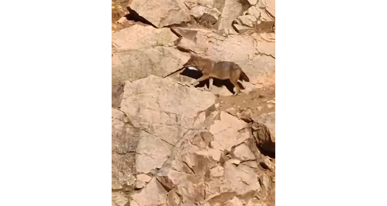 Gümüşhane’de kurtlar ana yola kadar indi