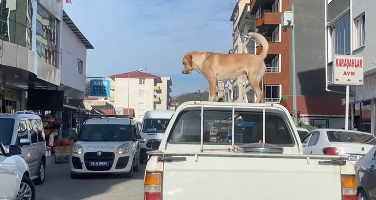 Bu köpeğin en büyük tutkusu kamyonetin tavanında yolculuk etmek