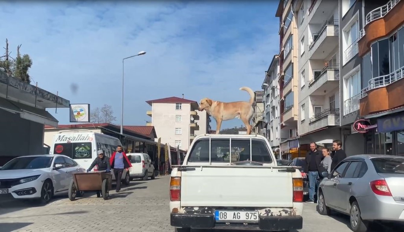 Bu köpeğin en büyük tutkusu kamyonetin tavanında yolculuk etmek