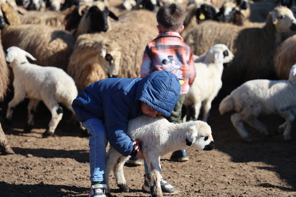 Elazığ’da koyun ve kuzuların coşkulu buluşması